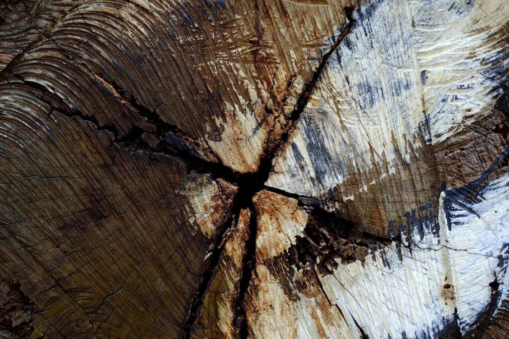 mansfield-tree-service-tree-and-stump-removal-1_orig