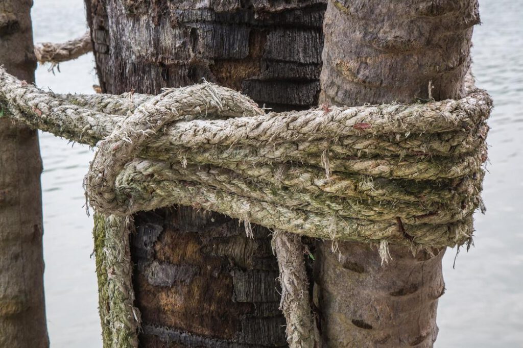 mansfield-tree-service-tree-cabling-and-bracing-1_orig